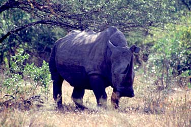 Natal Game Reserves