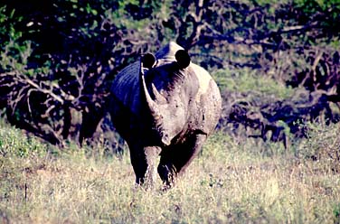 Umfolozi Game Reserve, South Africa, Jacek Piwowarczyk, 1994