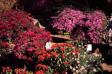 Doi Pui,  Chiang Mai, Thailand, Jacek Piwowarczyk, 1993