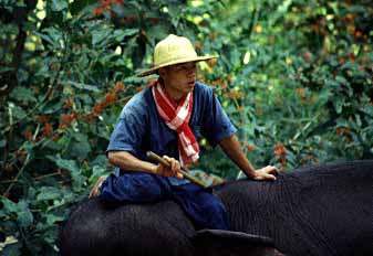 Chiang Dao,  Chiang Mai, Thailand, Jacek Piwowarczyk, 1993