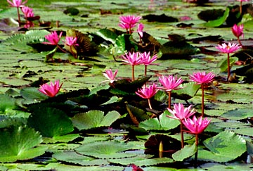 Sukhotai, Thailand, Jacek Piwowarczyk, 1995