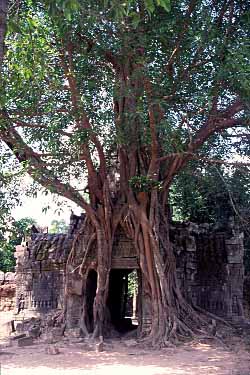 Ta Som, Cambodia, Jacek Piwowarczyk, 2000