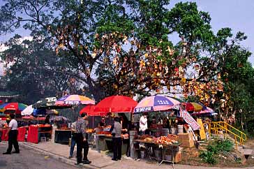 LAM TSUEN WISH TREE 2003