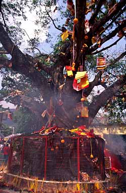 Lam Tsuen Wish Tree, Tai Po Market Area, New Territories, Hong Kong, China, Jacek Piwowarczyk, 2003