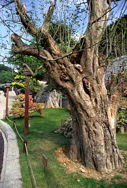 Ch Lin Nunnery, Kowloon, Hong Kong, China, Jacek Piwowarczyk, 2004