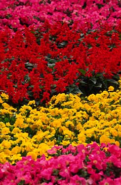 Victoria Park, Hong Kong, China, Jacek Piwowarczyk, 2004