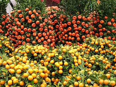 VICTORIA PARK FLOWER MARKET 2005