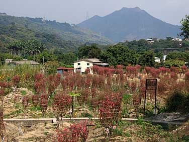 Lam Tsuen Valley, Nerw Territories, Hong Kong, China, Jacek Piowarczyk, 2005