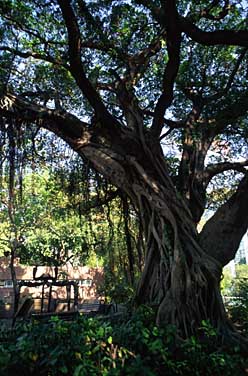 Kowloon Park, Kowloon, Hong Kong, China, Jacek Piwowarczyk, 2005