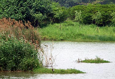 Hog Kong Wetland Park, Tin Shui Wai, New Territiories, Hong Kong, China, Jacek Piwowarczyk, 2009