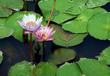 Hog Kong Wetland Park, Tin Shui Wai, New Territiories, Hong Kong, China, Jacek Piwowarczyk, 2009