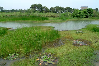 HONG KONG WETLAND PARK