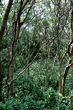 Hog Kong Wetland Park, Tin Shui Wai, New Territiories, Hong Kong, China, Jacek Piwowarczyk, 2009
