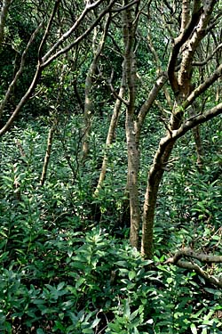 Hog Kong Wetland Park, Tin Shui Wai, New Territiories, Hong Kong, China, Jacek Piwowarczyk, 2009