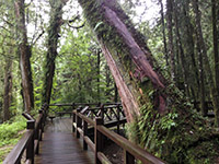 ALISHAN