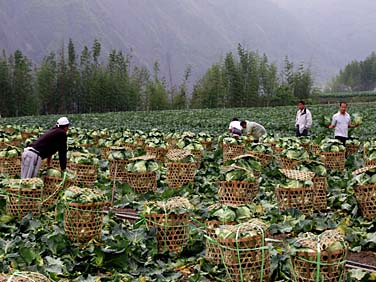 Central Mountains, Taiwan, Jacek Piwowarczyk, 2008