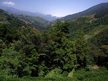 Lishan, Central Mountains, Taiwan, Jacek Piwowarczyk, 2008